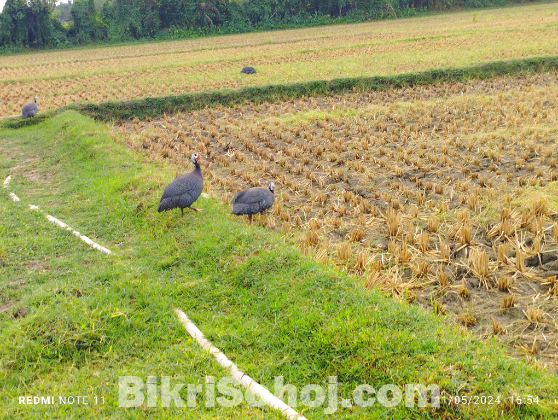 তিতপাখি ও বীজ ডিম